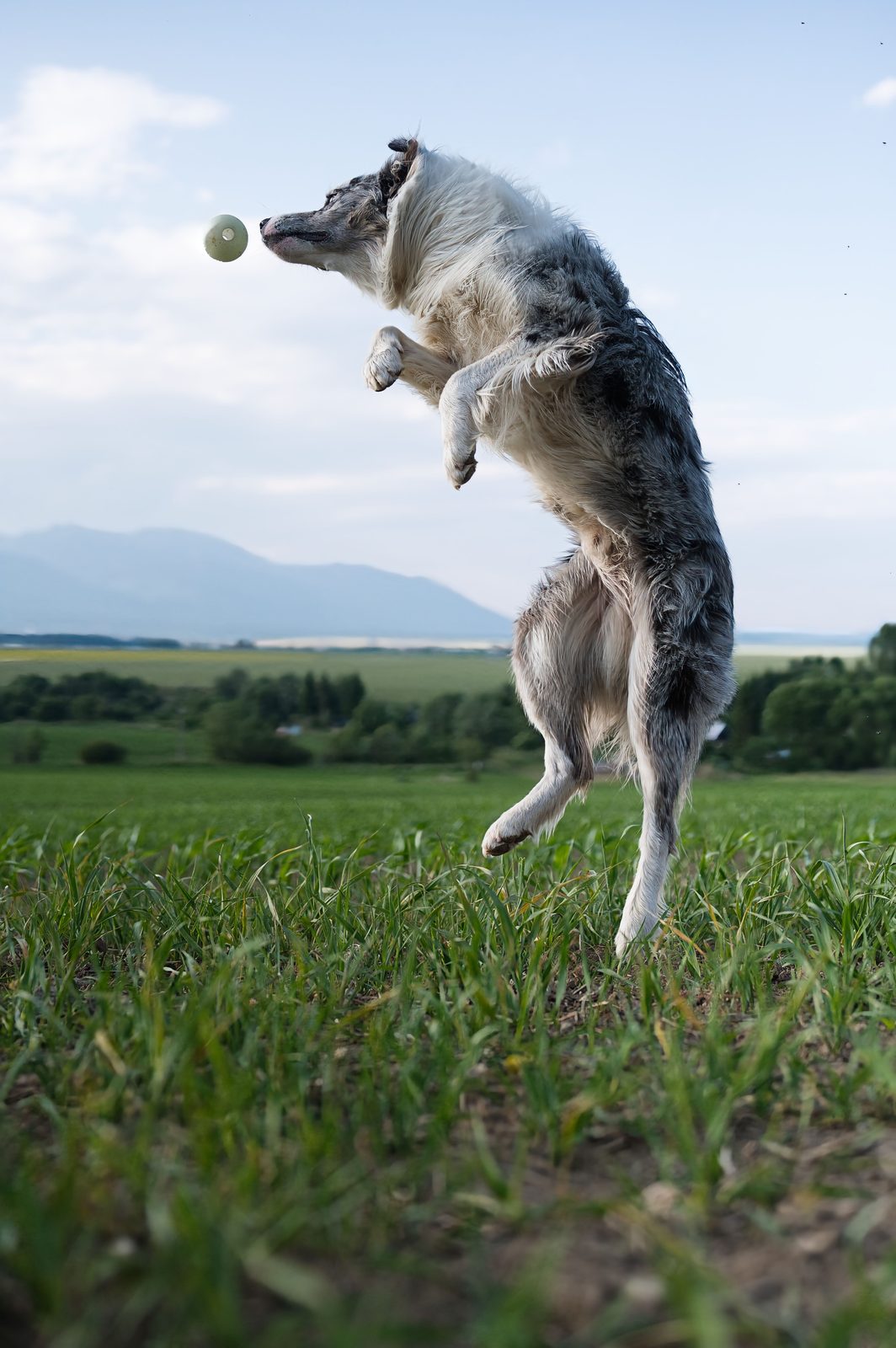Anche gli animali hanno bisogno di muoversi