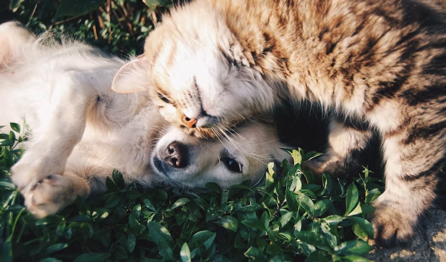 Coccole per i pelosi di casa